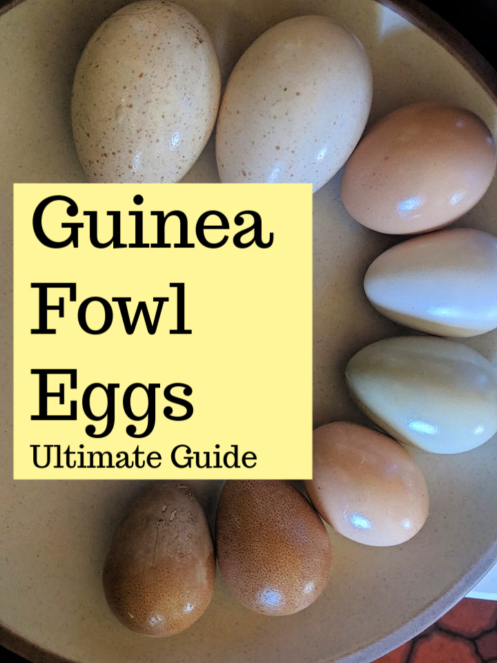 Guinea Fowl Eggs